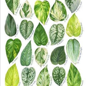 Meet your Posher, Mikailah